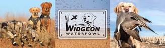 Widgeon Waterfowl